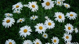 Preview wallpaper chamomile, flowers, white, green, lawn