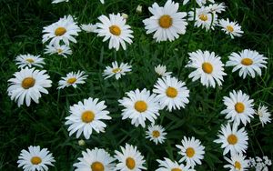 Preview wallpaper chamomile, flowers, white, green, lawn