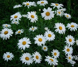 Preview wallpaper chamomile, flowers, white, green, lawn