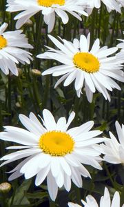 Preview wallpaper chamomile, flowers, white, flowerbed, green