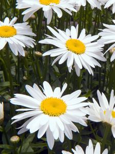 Preview wallpaper chamomile, flowers, white, flowerbed, green