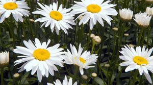 Preview wallpaper chamomile, flowers, white, flowerbed, green