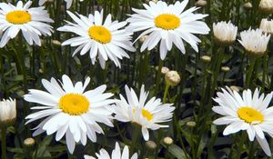 Preview wallpaper chamomile, flowers, white, flowerbed, green