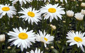 Preview wallpaper chamomile, flowers, white, flowerbed, green