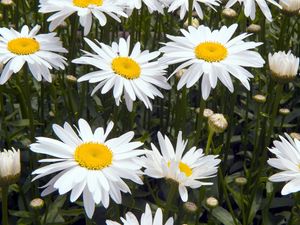 Preview wallpaper chamomile, flowers, white, flowerbed, green