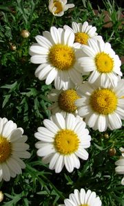 Preview wallpaper chamomile, flowers, white, flowerbed, green