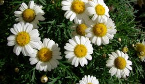 Preview wallpaper chamomile, flowers, white, flowerbed, green