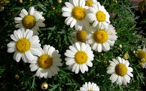 Preview wallpaper chamomile, flowers, white, flowerbed, green