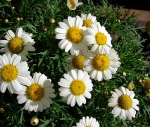 Preview wallpaper chamomile, flowers, white, flowerbed, green