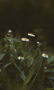 Preview wallpaper chamomile, flowers, wildflowers, grass