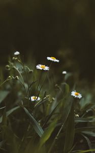 Preview wallpaper chamomile, flowers, wildflowers, grass