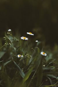 Preview wallpaper chamomile, flowers, wildflowers, grass