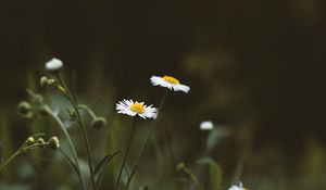 Preview wallpaper chamomile, flowers, wildflowers, grass