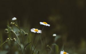 Preview wallpaper chamomile, flowers, wildflowers, grass