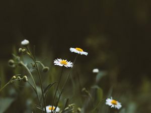 Preview wallpaper chamomile, flowers, wildflowers, grass