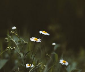 Preview wallpaper chamomile, flowers, wildflowers, grass