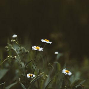 Preview wallpaper chamomile, flowers, wildflowers, grass