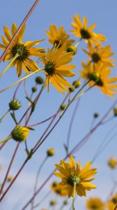 Preview wallpaper chamomile, flowers, wildflowers, yellow