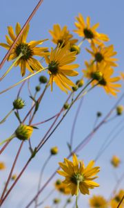 Preview wallpaper chamomile, flowers, wildflowers, yellow