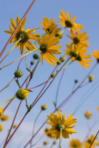 Preview wallpaper chamomile, flowers, wildflowers, yellow