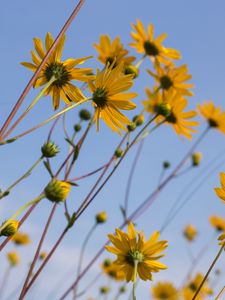 Preview wallpaper chamomile, flowers, wildflowers, yellow