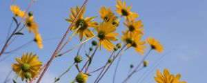 Preview wallpaper chamomile, flowers, wildflowers, yellow