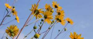 Preview wallpaper chamomile, flowers, wildflowers, yellow