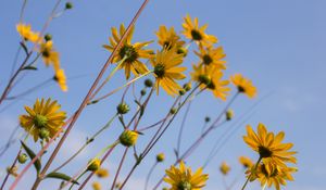 Preview wallpaper chamomile, flowers, wildflowers, yellow