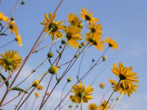 Preview wallpaper chamomile, flowers, wildflowers, yellow