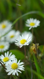 Preview wallpaper chamomile, flowers, wildflowers, petals, grass