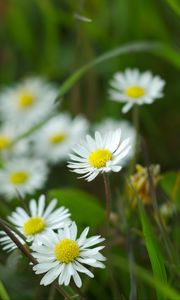 Preview wallpaper chamomile, flowers, wildflowers, petals, grass