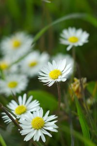 Preview wallpaper chamomile, flowers, wildflowers, petals, grass