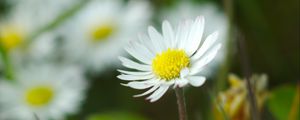 Preview wallpaper chamomile, flowers, wildflowers, petals, grass