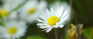 Preview wallpaper chamomile, flowers, wildflowers, petals, grass