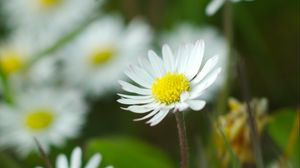 Preview wallpaper chamomile, flowers, wildflowers, petals, grass