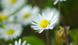 Preview wallpaper chamomile, flowers, wildflowers, petals, grass