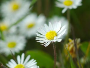 Preview wallpaper chamomile, flowers, wildflowers, petals, grass