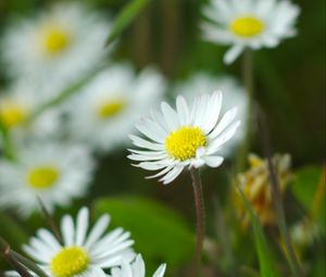 Preview wallpaper chamomile, flowers, wildflowers, petals, grass