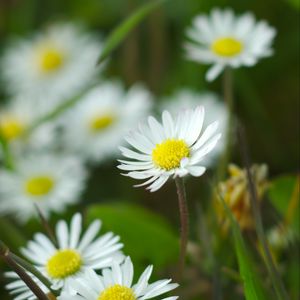 Preview wallpaper chamomile, flowers, wildflowers, petals, grass