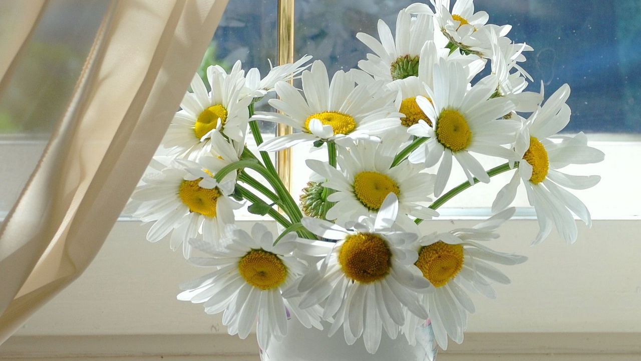 Wallpaper chamomile, flowers, window sill, vase, curtain