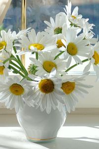 Preview wallpaper chamomile, flowers, window sill, vase, curtain