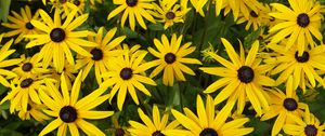 Preview wallpaper chamomile, flowers, yellow, petals