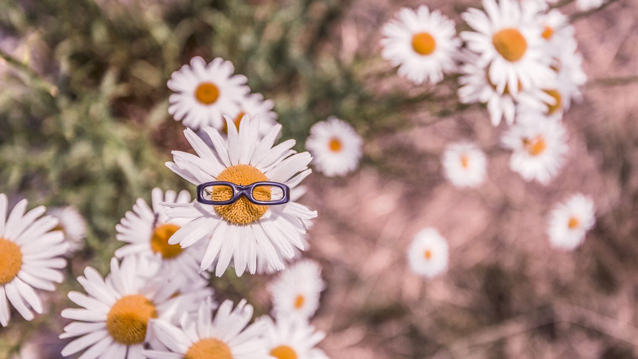 Wallpaper chamomile, glasses, flower bed, blur