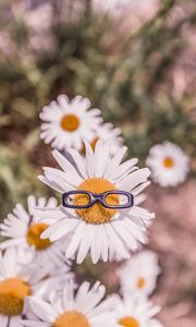 Preview wallpaper chamomile, glasses, flower bed, blur