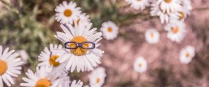 Preview wallpaper chamomile, glasses, flower bed, blur