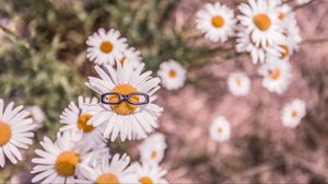 Preview wallpaper chamomile, glasses, flower bed, blur