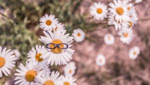 Preview wallpaper chamomile, glasses, flower bed, blur