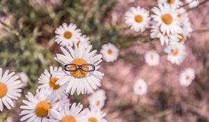 Preview wallpaper chamomile, glasses, flower bed, blur