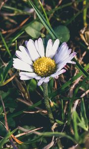 Preview wallpaper chamomile, grass, petals