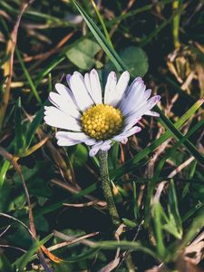 Preview wallpaper chamomile, grass, petals
